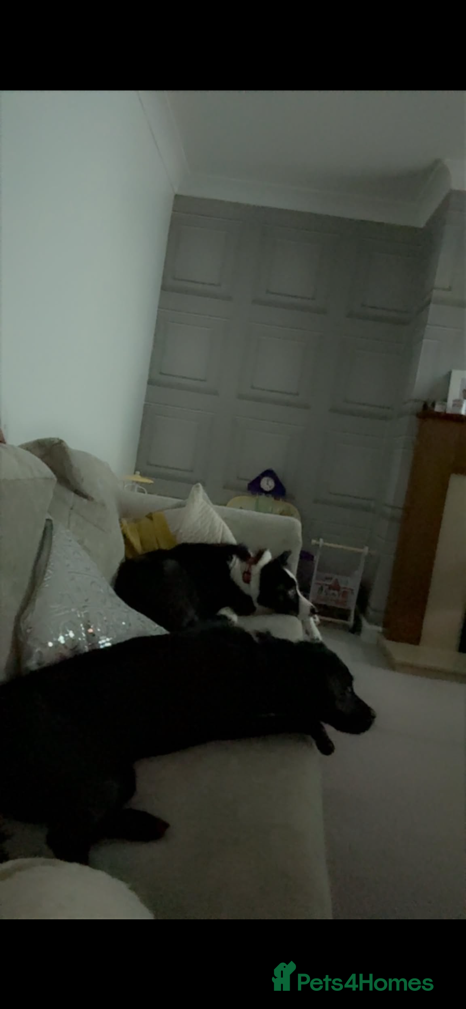 Patterjack dogs for sale: Stella (female) - Advert 3