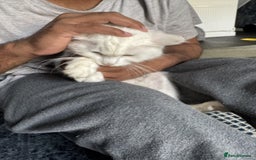 Persian cats for sale: 2 female kittens 1 persian cat for adoption - Image 3