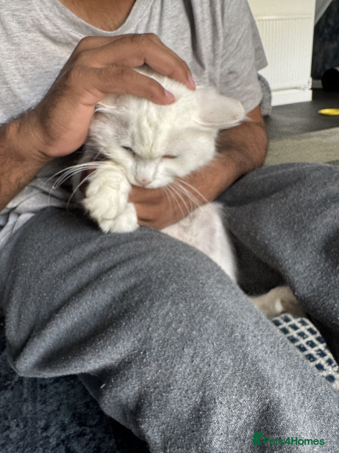 Persian cats for sale: 2 female kittens 1 persian cat for adoption - Image 3