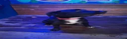 Staffordshire Bull Terrier dogs for sale: Gorgeous mayeh  - Advert 12