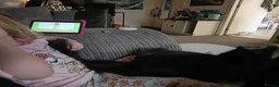 Mixed Breed cats for sale: Noodles Needs a Home with a Garden - Advert 6