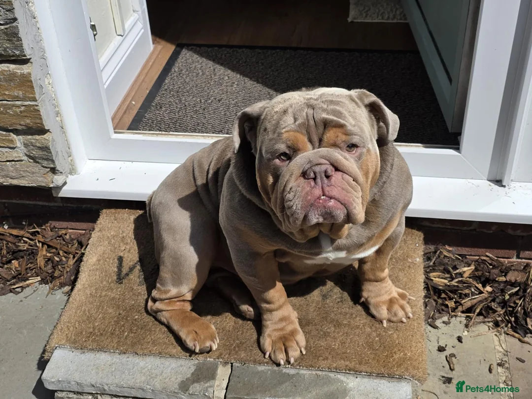 English Bulldog dogs for stud: English bulldog for stud - Advert 2
