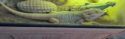 Bearded Dragon reptiles for sale: Bearded dragon in Dumbarton - Advert 9