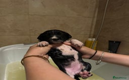 Sprollie dogs for sale: Litter of 9 sprollie pups available! in Preston - Image 26