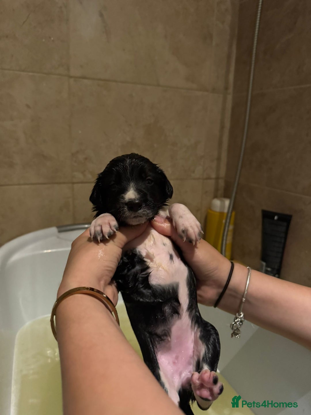 Sprollie dogs for sale: Litter of 9 sprollie pups available! in Preston - Image 26