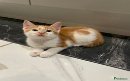 Mixed Breed cats for sale: 2 beautiful ginger boys  - Image 4