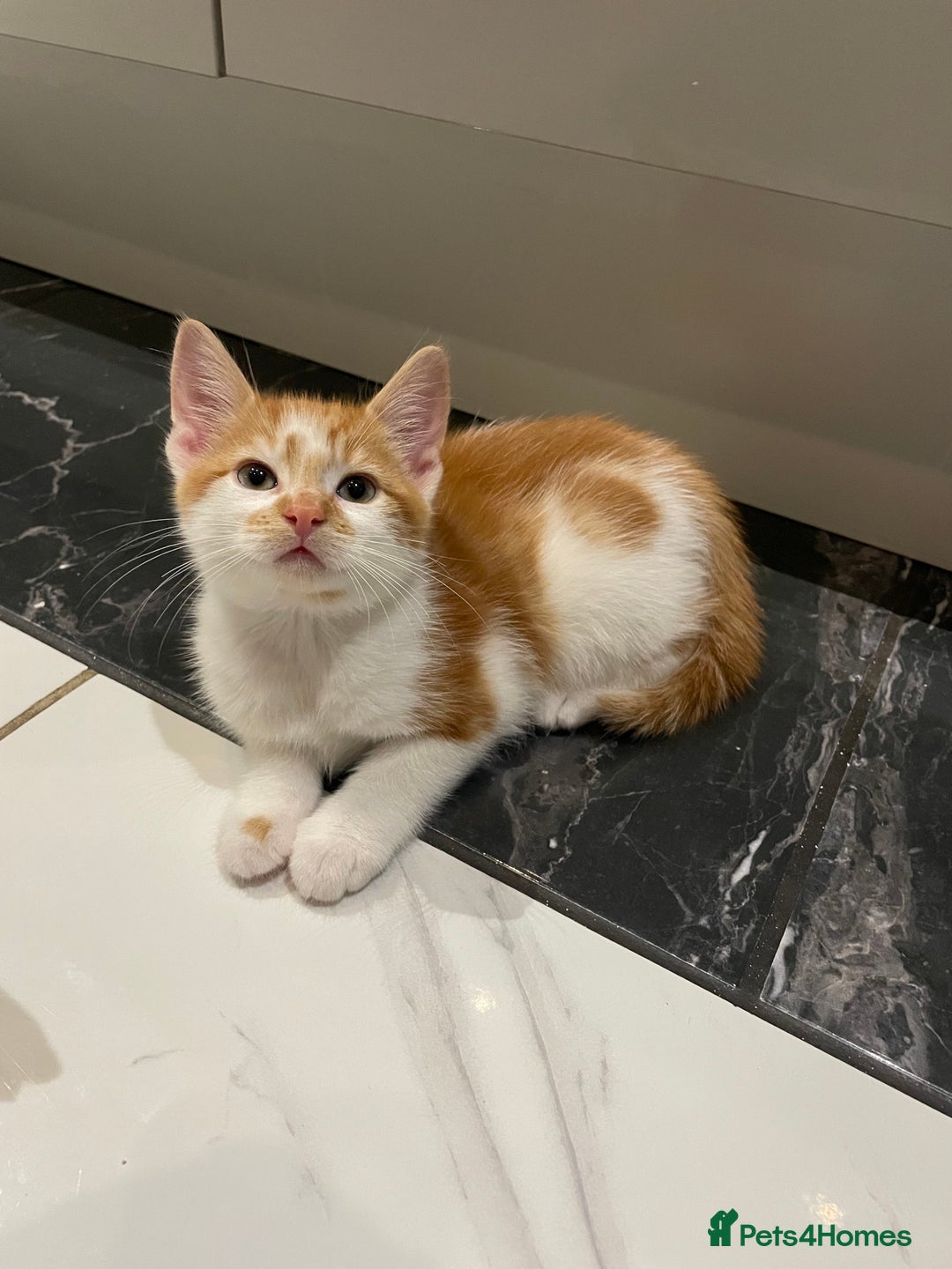 Mixed Breed cats for sale: 2 beautiful ginger boys  - Image 4