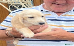 Miniature Dachshund dogs for sale: Cream Longhair Miniature Dachunds Ready Now - Image 9