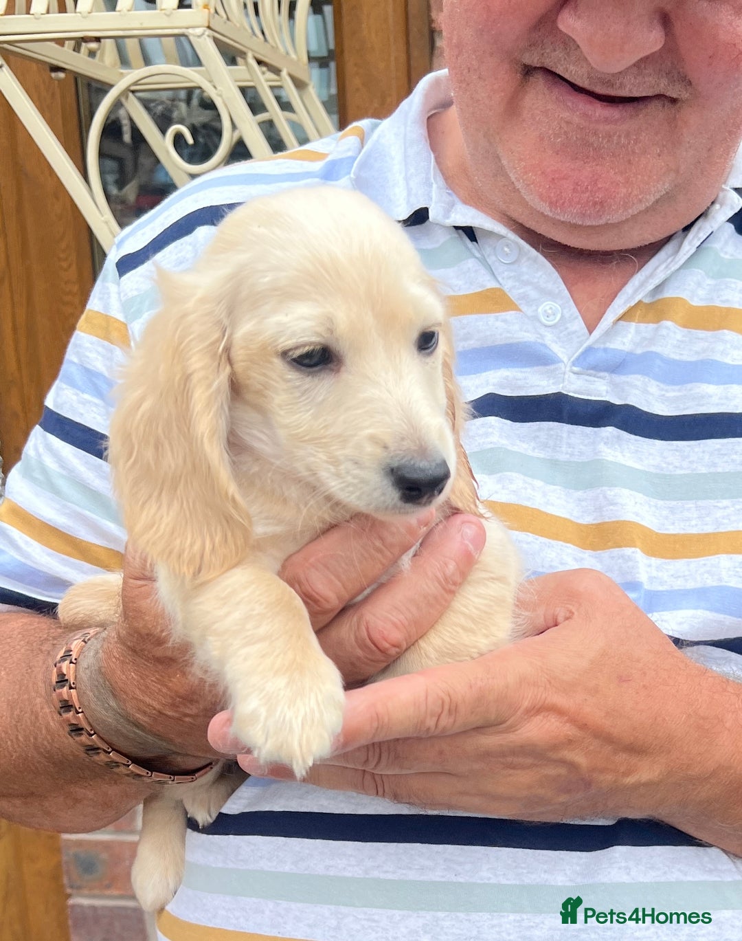 Miniature Dachshund dogs for sale: Cream Longhair Miniature Dachunds Ready Now - Image 9