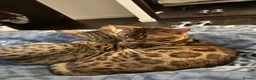 Bengal cats for sale: Bengal X Savannah kittens  in Feltham - Advert 15