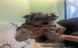 Yorkshire Terrier dogs for sale: Yorkshire terrier puppies  - Image 2