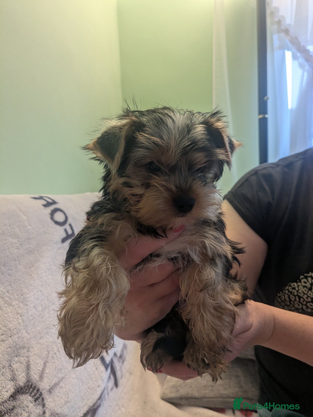 Yorkshire Terrier dogs for sale: Yorkshire terrier puppies  - Image 2