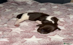 English Springer Spaniel dogs for sale: Heavily Marked Litter, KC, Health Checked Parents. - Image 11