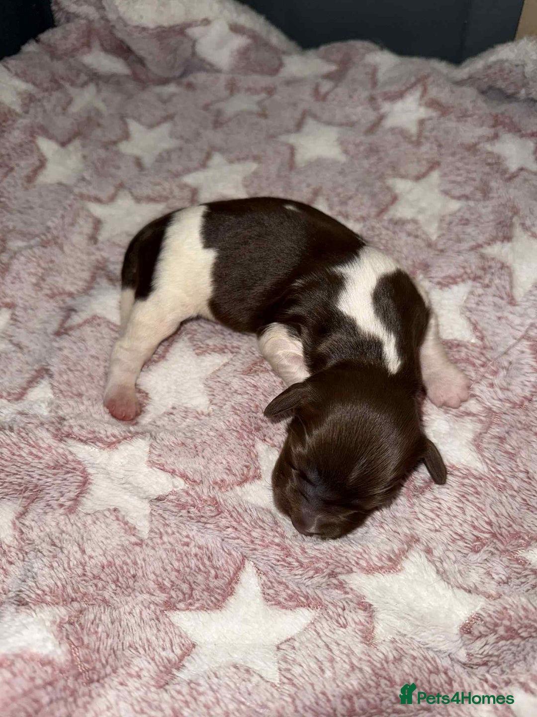 English Springer Spaniel dogs for sale: Heavily Marked Litter, KC, Health Checked Parents. - Image 11