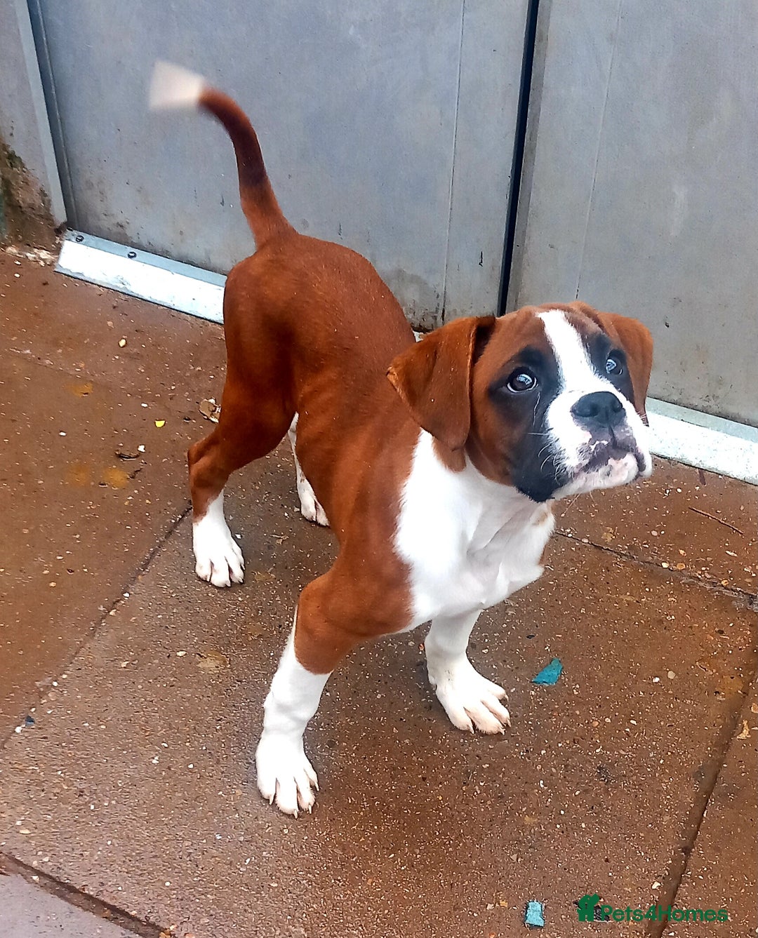 Boxer dogs for sale: Last KC Puppy looking for their forever home - Image 18