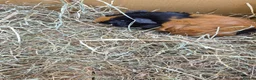 Guinea Pig rodents for sale: Baby and young adult guinea pigs for sale - Advert 5