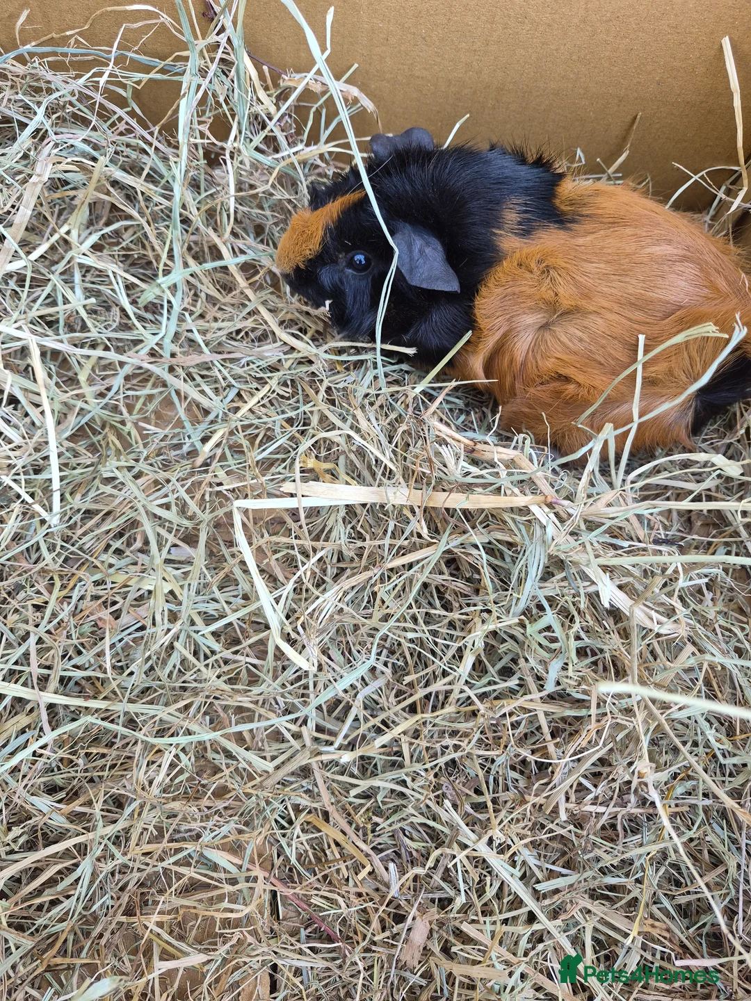 Guinea Pig rodents for sale: Baby and young adult guinea pigs for sale - Advert 5