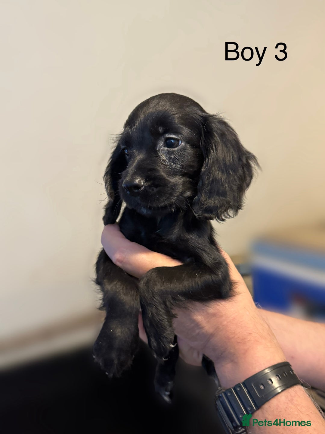 Cocker Spaniel dogs for sale: Beautiful cocker spaniel puppies ready now - Image 19