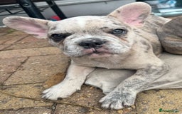 French Bulldog dogs for sale: Danny  - Image 7