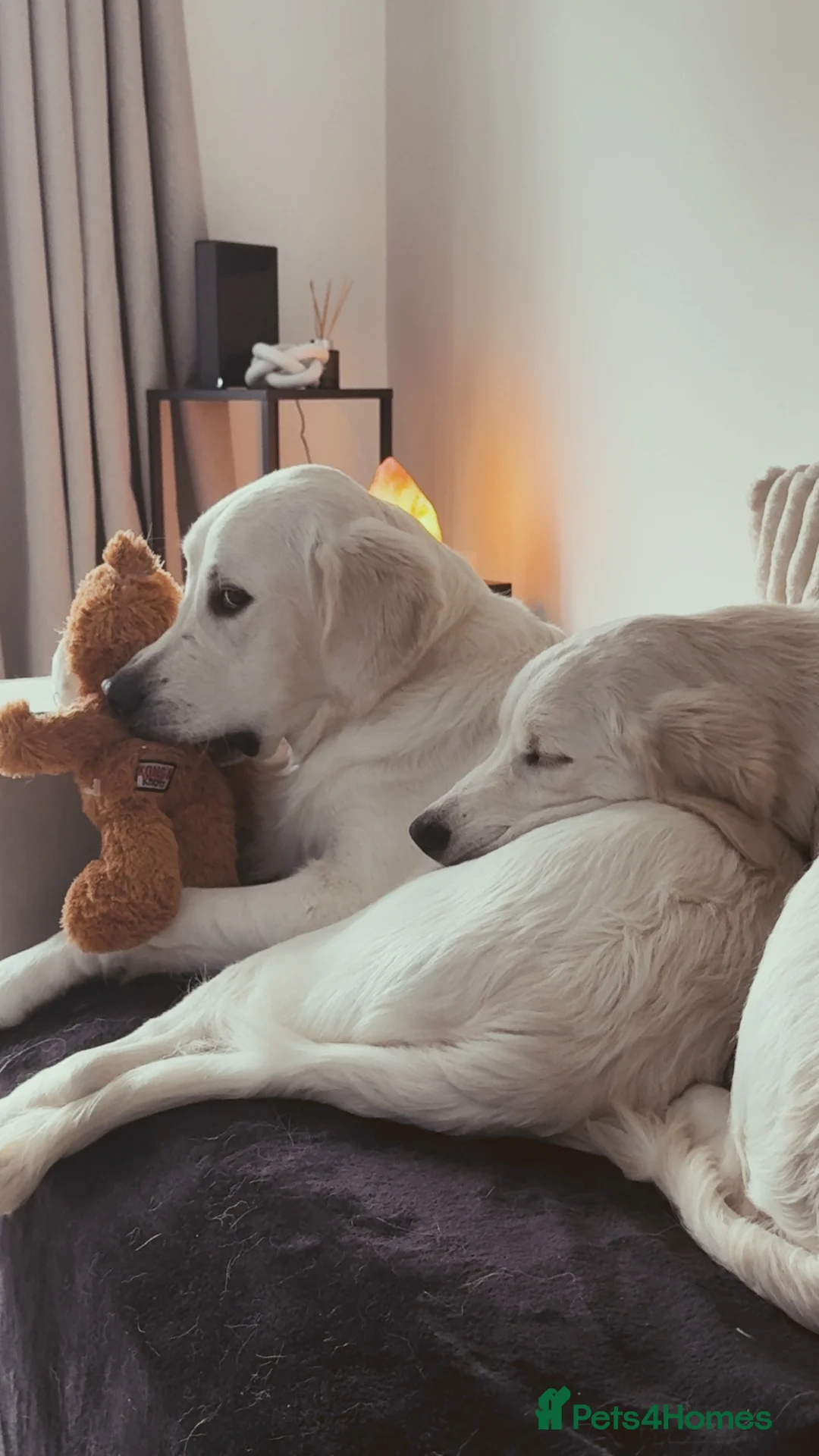 Golden Retriever dogs for sale: 2 Male golden retrievers for rehoming - Advert 22