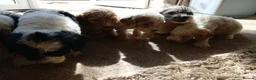 Cockapoo dogs for sale: Cockapoos in Stourport-on-Severn - Advert 9