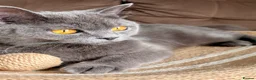 British Shorthair cats for sale: British Shorthair Blue Kittens  - Advert 2