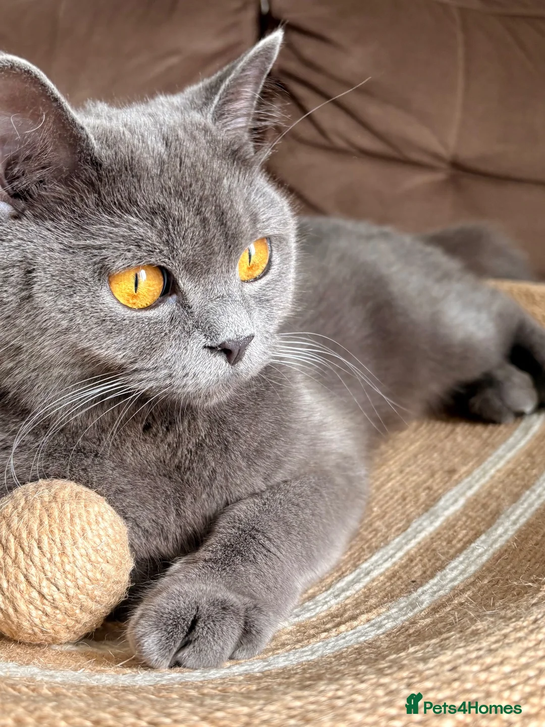 British Shorthair cats for sale: British Shorthair Blue Kittens  - Advert 2