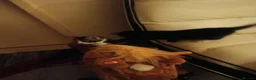 Mixed Breed cats for sale: Kittens looking for a lovely family 😻 in Leeds - Advert 21