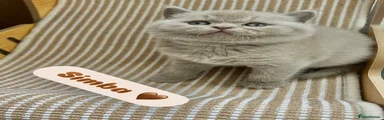 British Shorthair Kitten 1