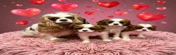 Cavalier King Charles Spaniel dogs for sale: Adorable Cavalier King Charles Spaniels - Advert 2