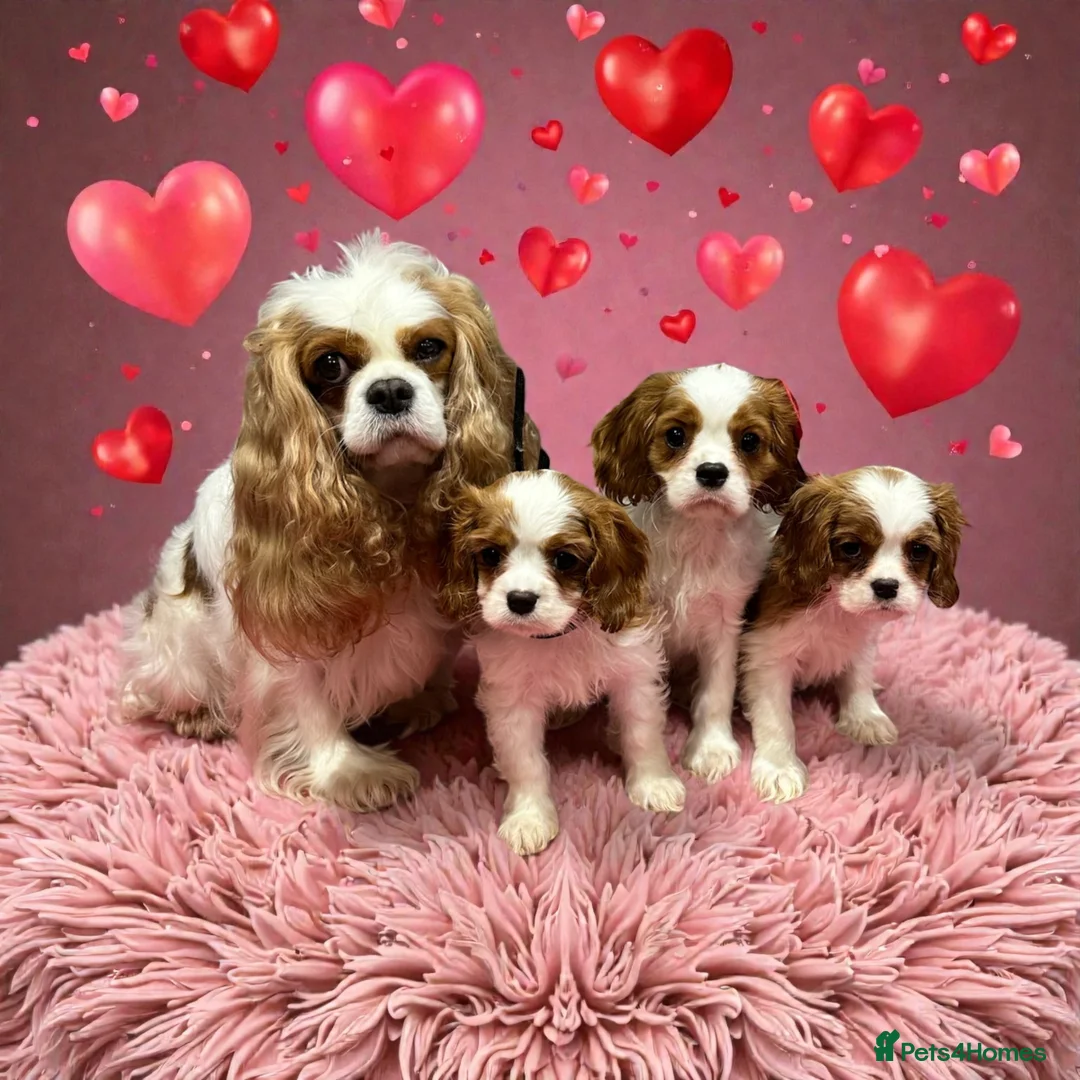 Cavalier King Charles Spaniel dogs for sale: Adorable Cavalier King Charles Spaniels - Advert 2