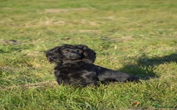 Cocker Spaniel dogs for stud: Fully Health Tested Black Cocker spaniel stud dog in Alton - Image 3