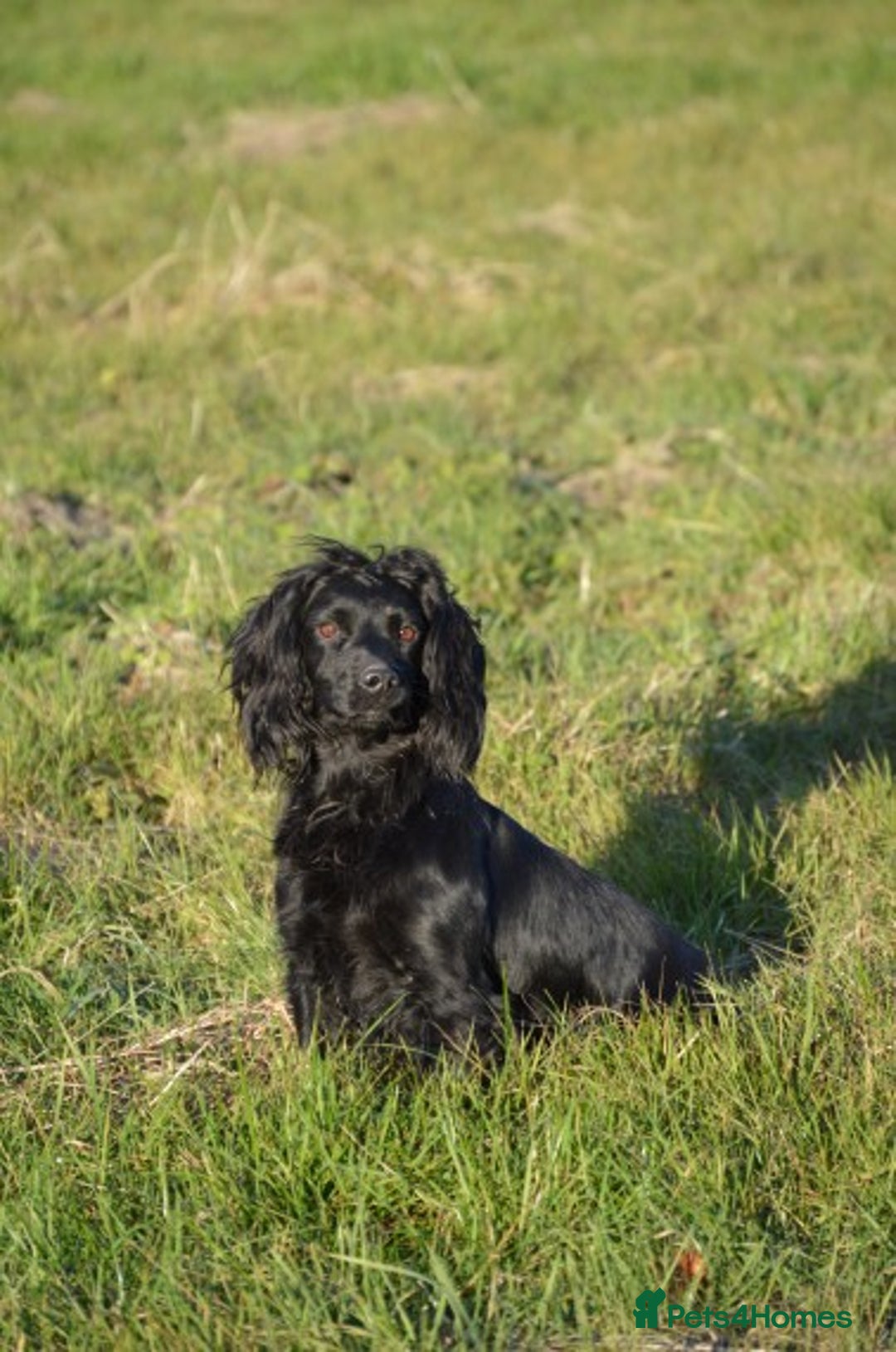 Cocker Spaniel dogs for stud: Fully Health Tested Black Cocker spaniel stud dog in Alton - Image 3