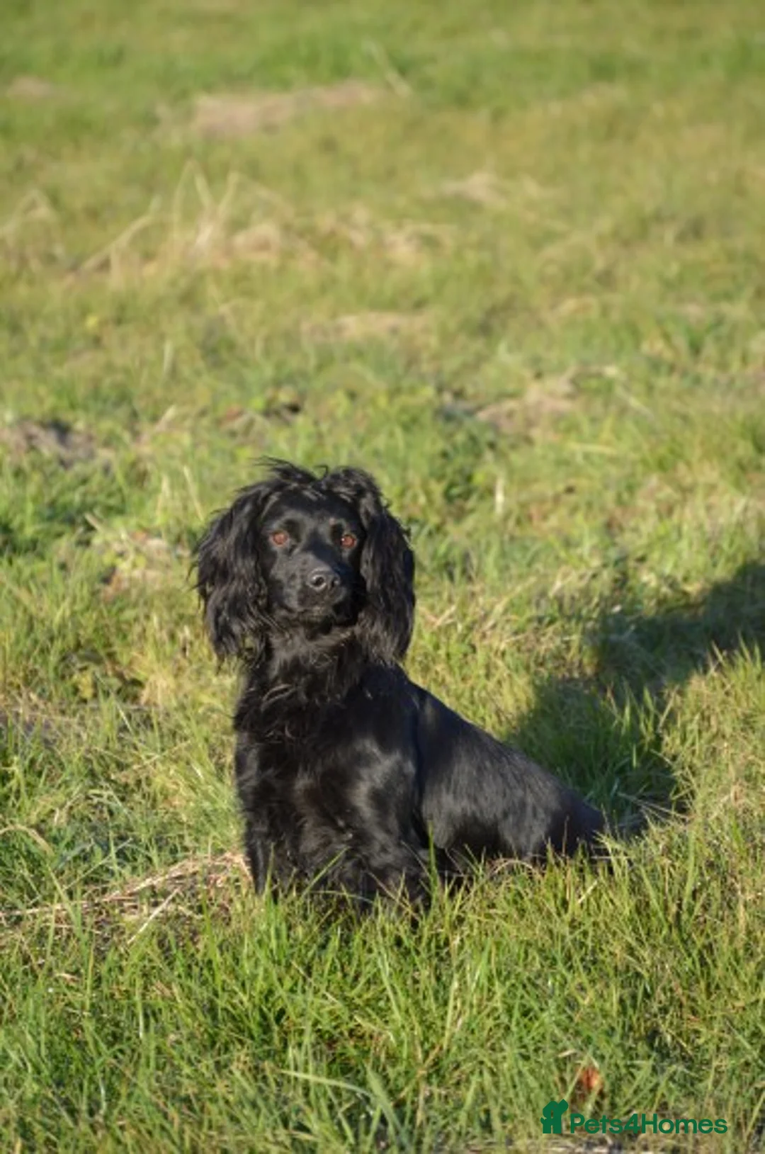 Cocker Spaniel dogs for stud: Fully Health Tested Black Cocker spaniel stud dog in Alton - Advert 3