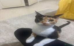 Mixed Breed cats for adoption: [Indoors Only] Mishu - Charming loving girl - Image 4