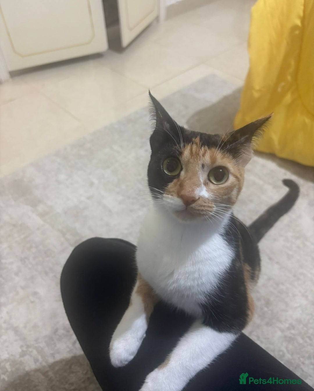Mixed Breed cats for adoption: [Indoors Only] Mishu - Charming loving girl - Image 4