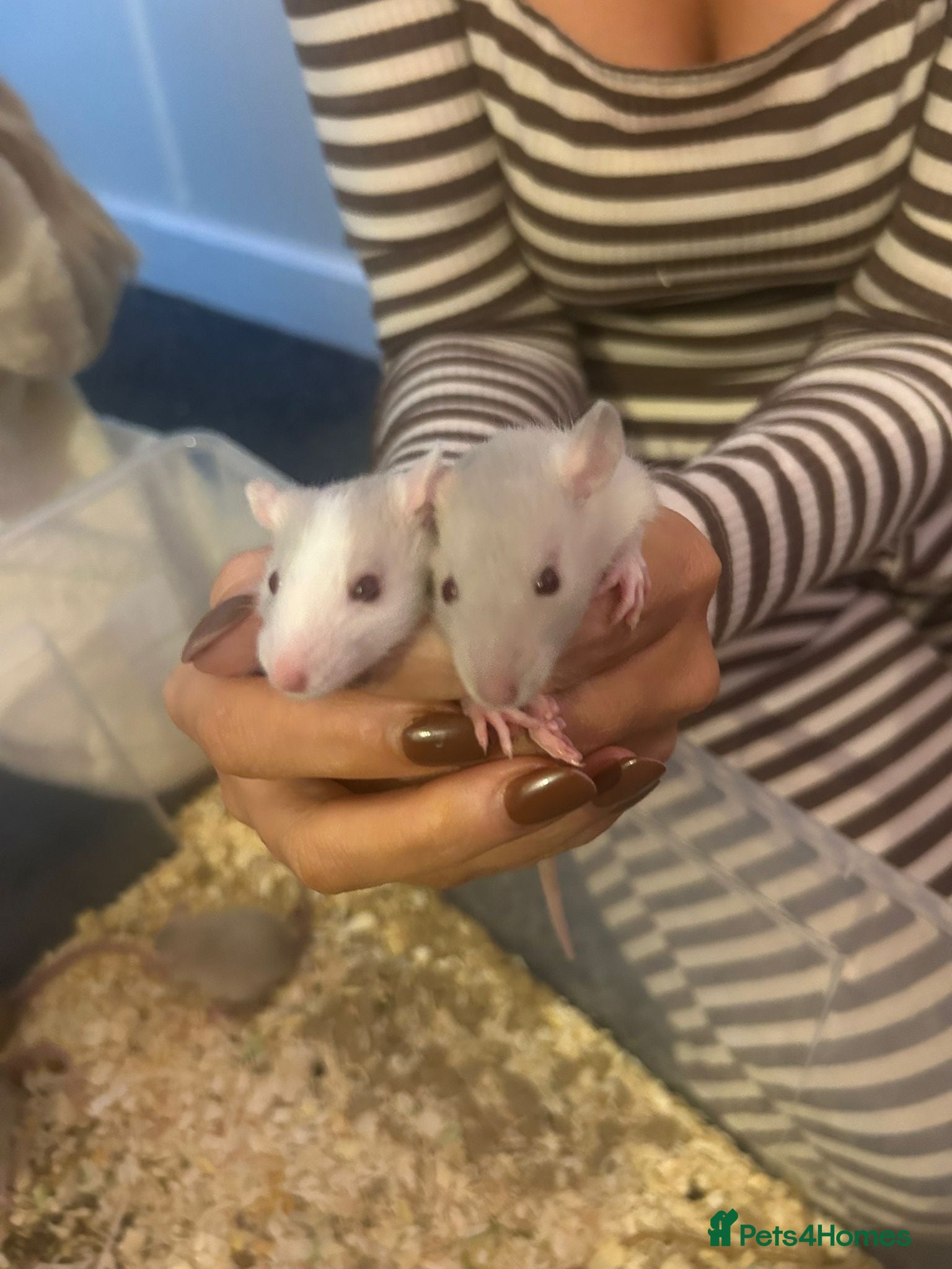 Rat rodents Beautiful Baby rats  - Advert 14