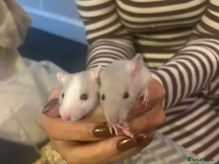 Rat rodents Beautiful Baby rats - Advert 14