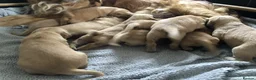 Golden Retriever dogs for sale: KC Reg Dark Red Golden Retriever-100% DNA Tested - Advert 4