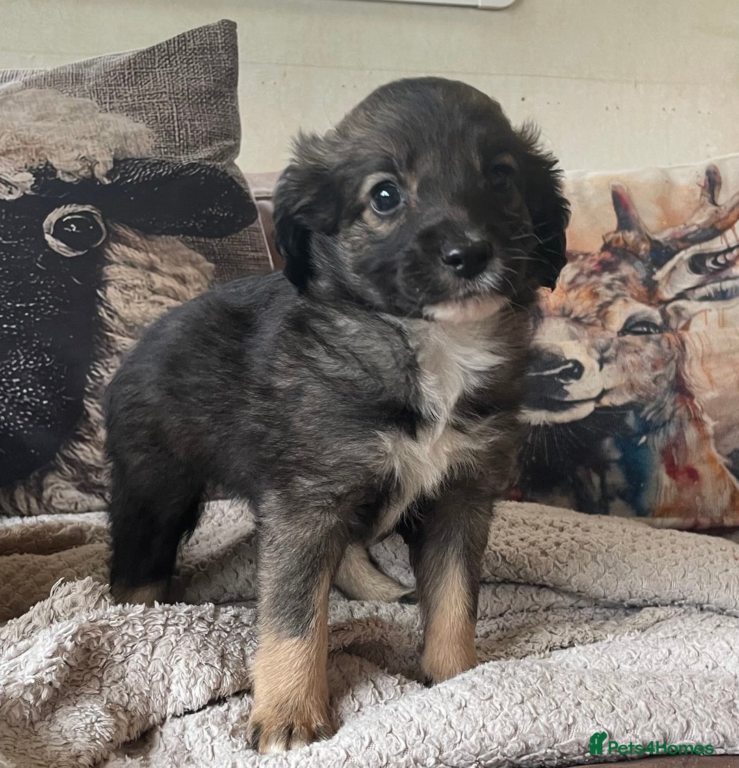 Mixed Breed dogs for sale: Beautiful pups! - Advert 3