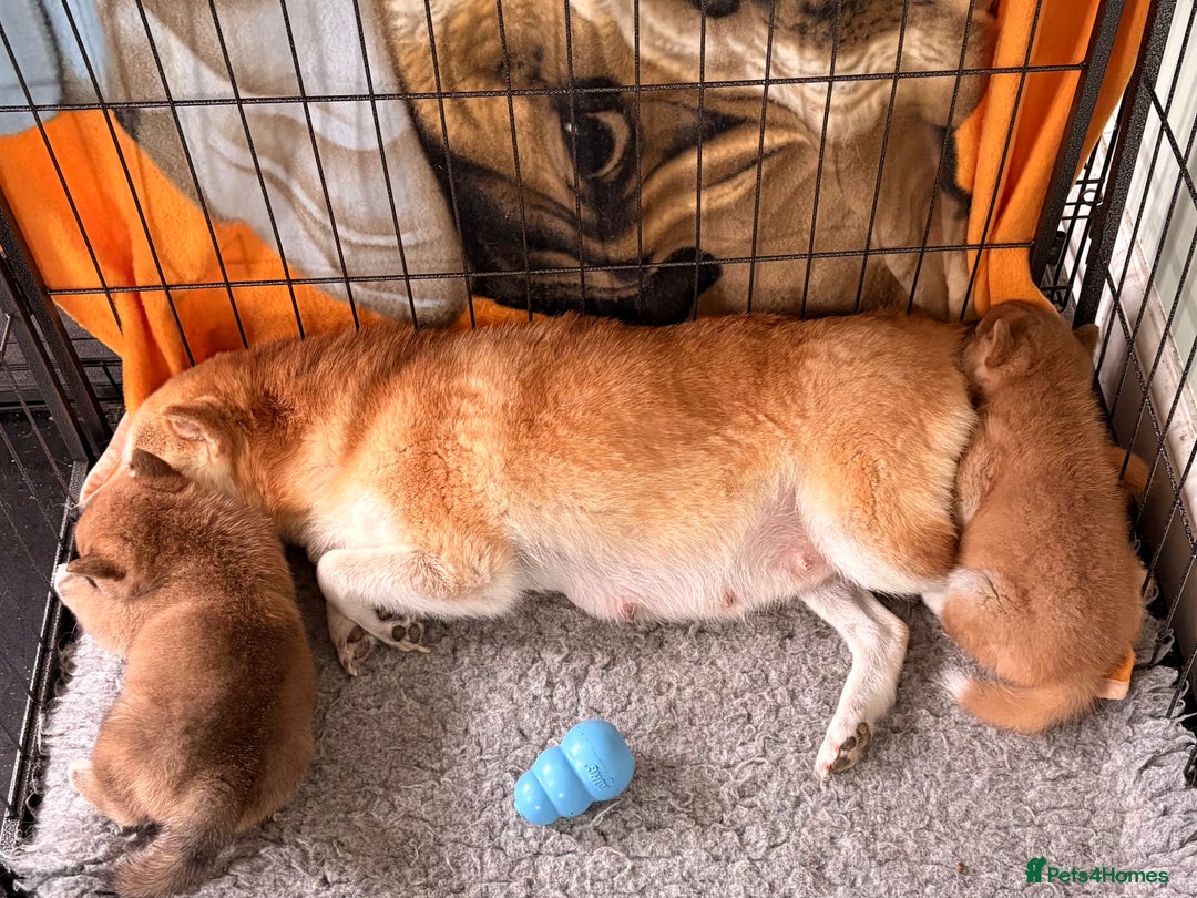 Japanese Shiba Inu dogs for sale: Health Tested Japanese Shiba Inu Puppies  - Image 22