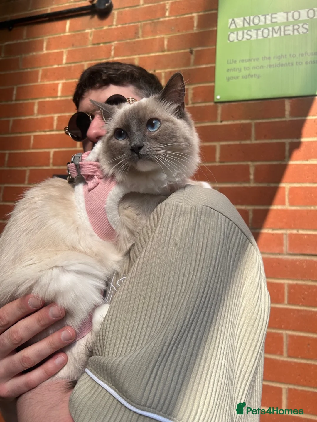 Ragdoll cats for sale: Ragdoll kittens looking for their forever home 💗 - Advert 2