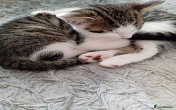Mixed Breed cats for sale: MIXED BREED TABBY GIRL LAST ONE - Image 2