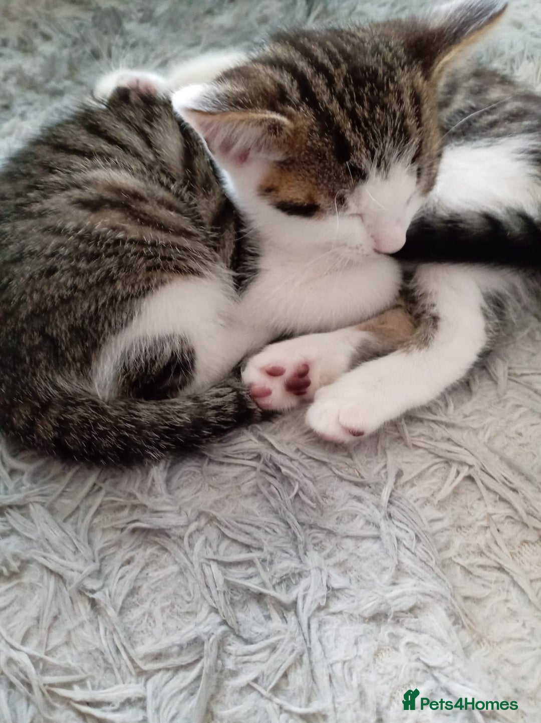 Mixed Breed cats for sale: MIXED BREED TABBY GIRL LAST ONE - Image 2