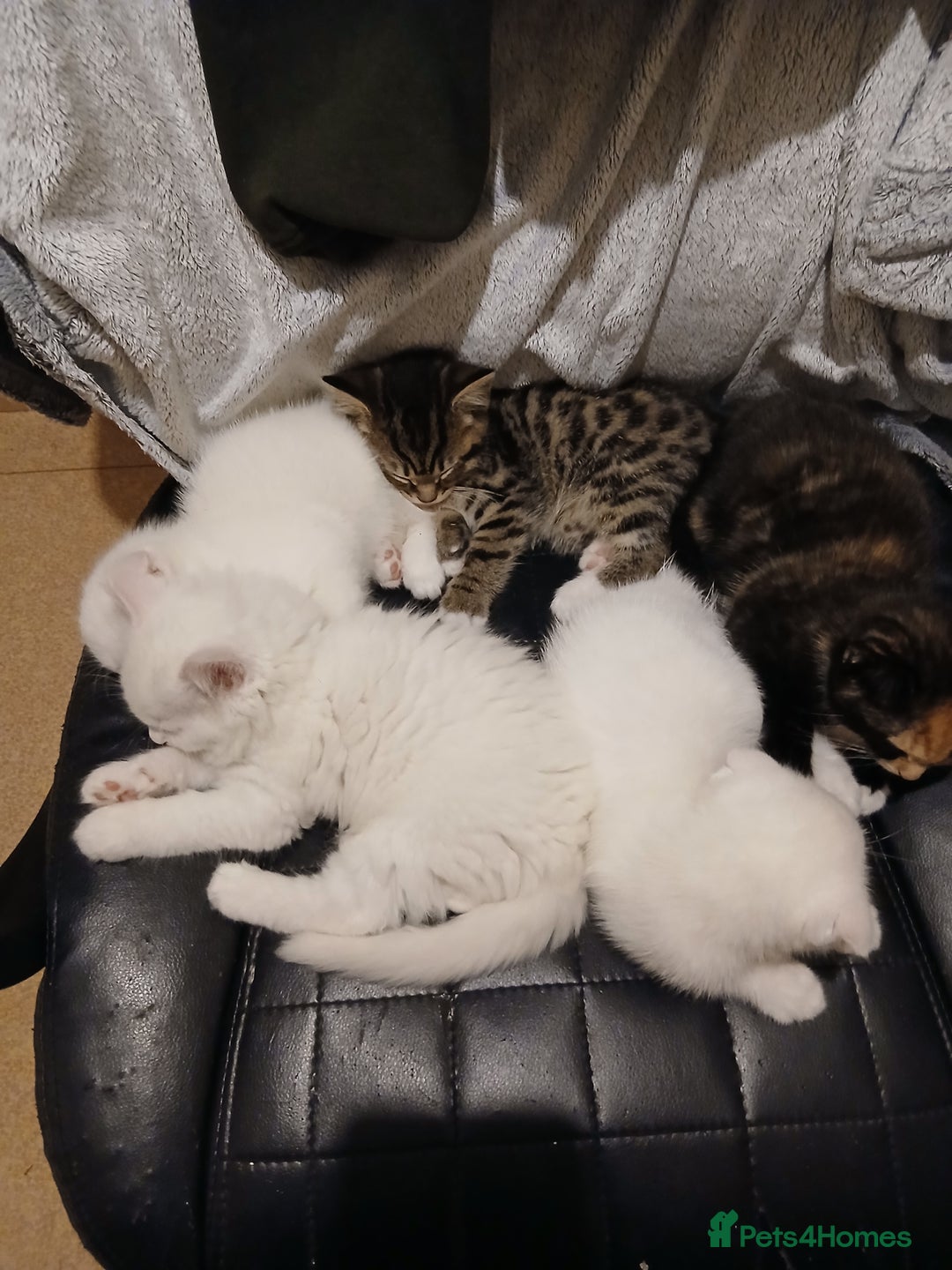 Mixed Breed cats for sale: Kittens  **  angels  - Advert 4