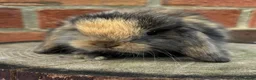 Mini Lop rabbits for sale: Pedigreed pure bred mini lops  - Advert 8