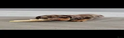 Miniature Dachshund dogs for sale: BEAUTIFUL TINY MINIATURE DASCHUNDS DAPPLE  - Advert 9