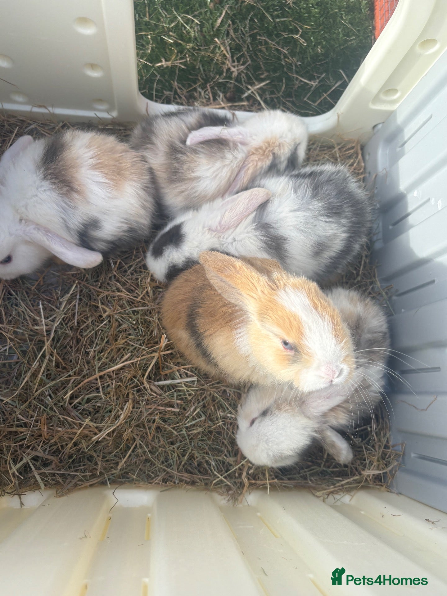 Mini Lop rabbits for sale: 12 Mini lop rabbits - Advert 7