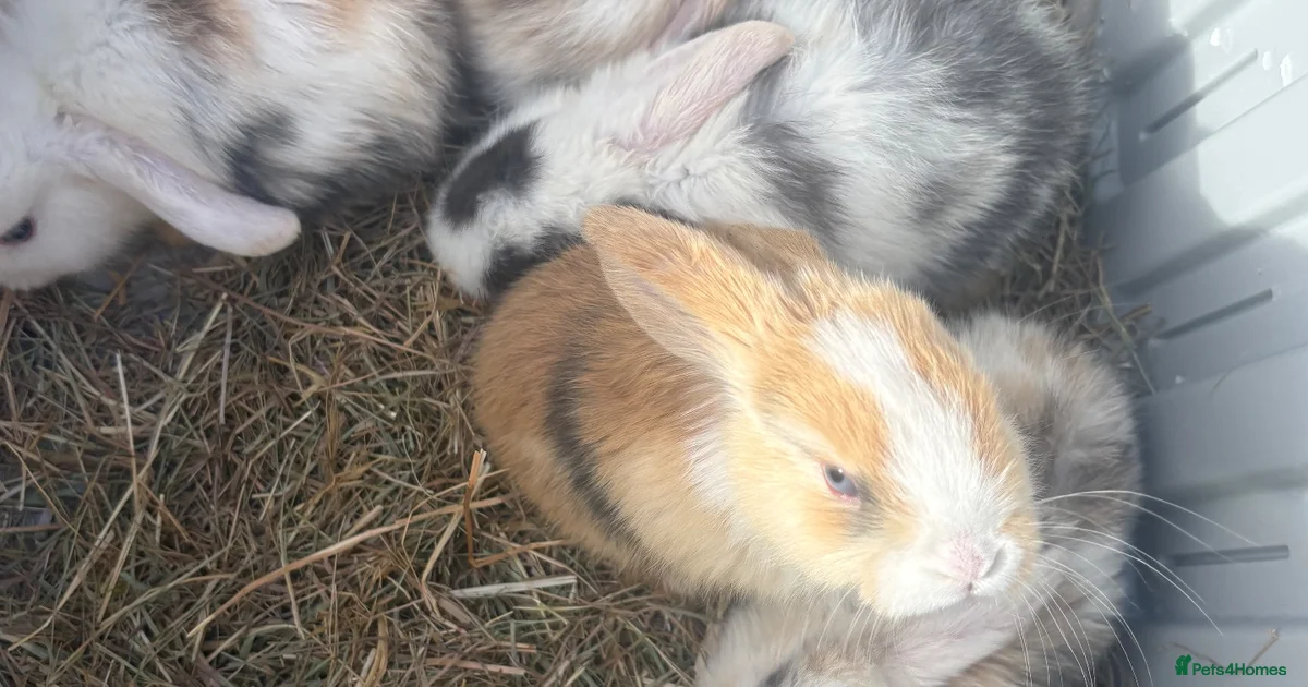 Lop Rabbit All 12 Mini lop rabbits for sale in Erith | Pets4Homes