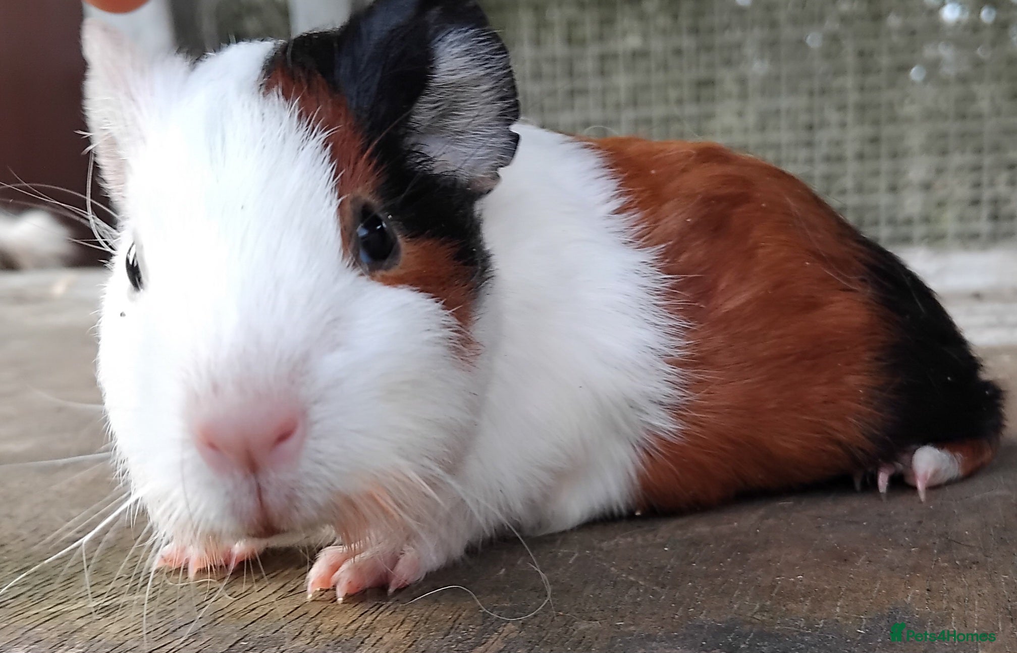 Guinea Pig rodents Tort and White baby boys. - Advert 16